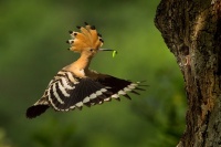 Dudek chocholaty - Upupa epops - Eurasian Hoopoe 0556n